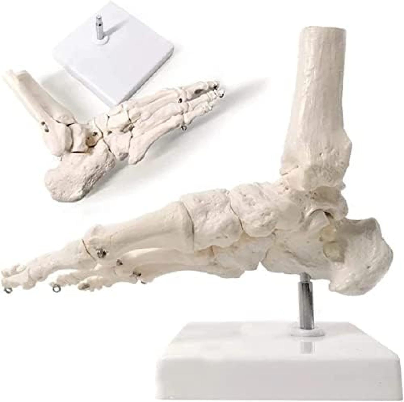 Model szkieletu stopy Szkielet anatomiczny model stopy Model kostki Model kości ludzkiej stopy Model szkieletu stopy z podstawą ekspozycyjną Do studiów medycznych i nauk ścisłych