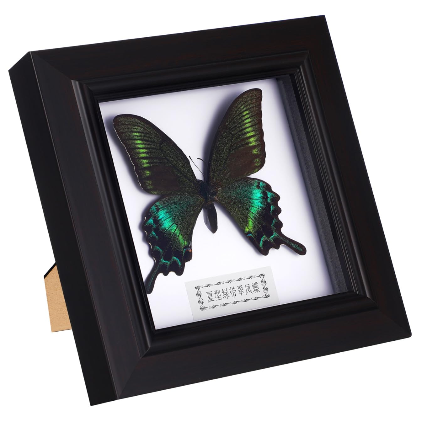 STOBAZA Marco de Exhibición DIY de Mariposa Simulada, Negro, Acrílico