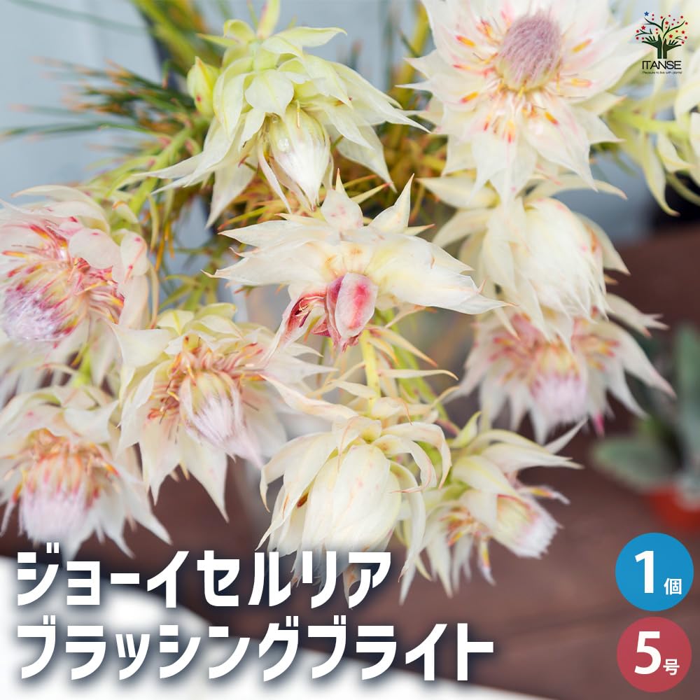 Amazon.co.jp: ジョーイセルリア ブラッシングブライト 5号 1個売り