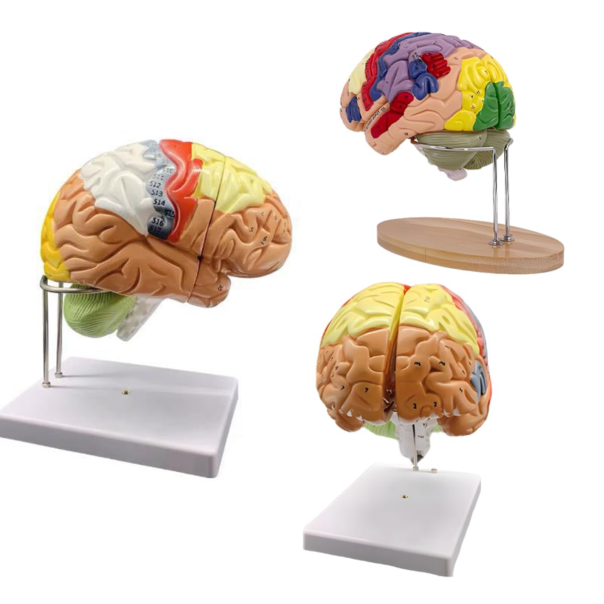 Modello di Cervello Umano Anatomicamente Preciso Maqueta Cervello 4 Porzioni per La Esposizione Medica Aprendizaje Maqueta Cervello Umano Psicologia di Dimensione Reale 2X
