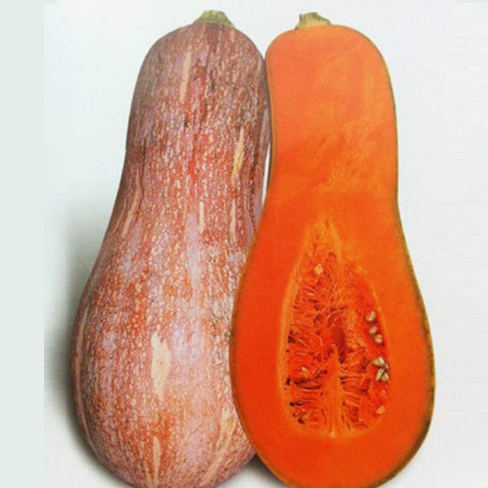 VibeX Long Pumpkin Squash Seeds-50 Seeds (B0B9Y3VH4G) Amazon Price History, Amazon Price Tracker