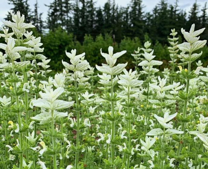 1 Pack of 200 SEEEDS Clary SAGE - White SWAN - Salvia horminum