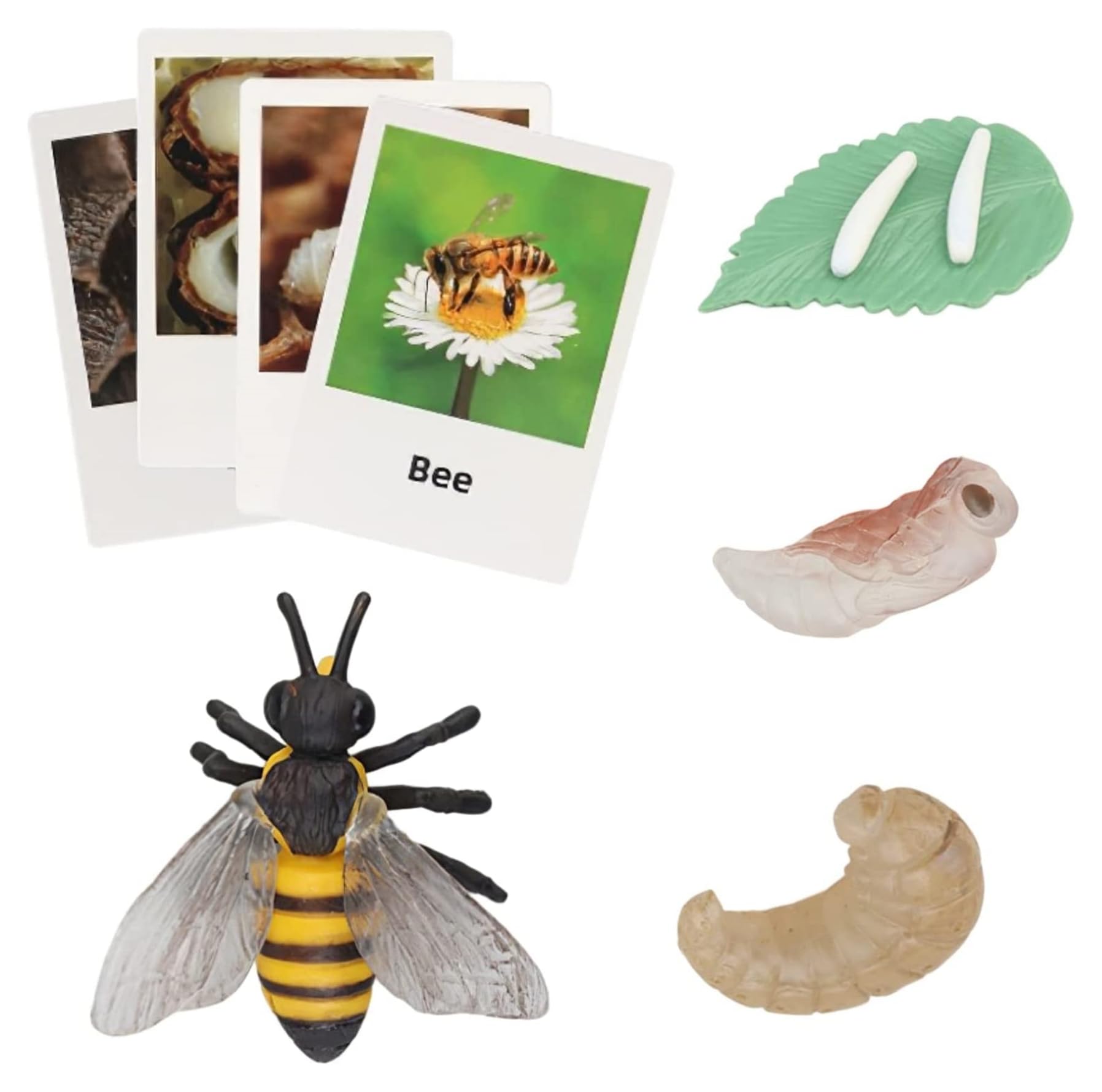 PYEBE Bee Life Cycle with Flash Cards, Realistic Animal Figurines Toy, Animal Educational Matching Game for 3+ Year Old Toddlers Kids
