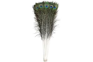 Ballinger: Exquisite Natural Peacock Feathers for Artistic Expression and Stunning Decor