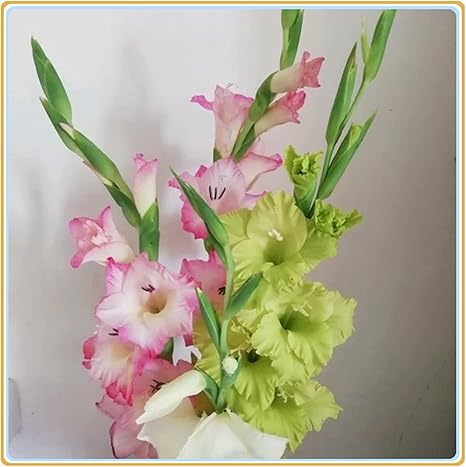 Amazon グラジオラス球根 観賞用見事な魔法の植物かなりの贈り物楽しい家の装飾植物 球根 ガーデンオーナメント 置物