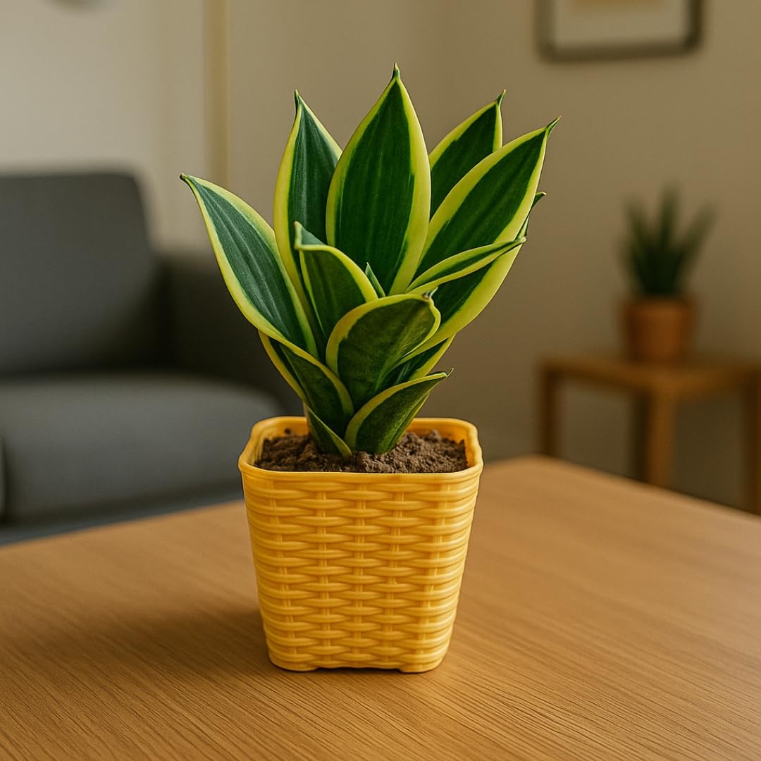 Snake Plant Miniature | Real Indoor Plant for Bedroom or Office | With Pot (Pack Of 1)-image-34