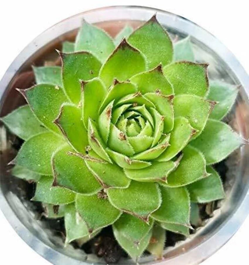 Image of live plants (LAXMI KAMAL PACK OF 2)