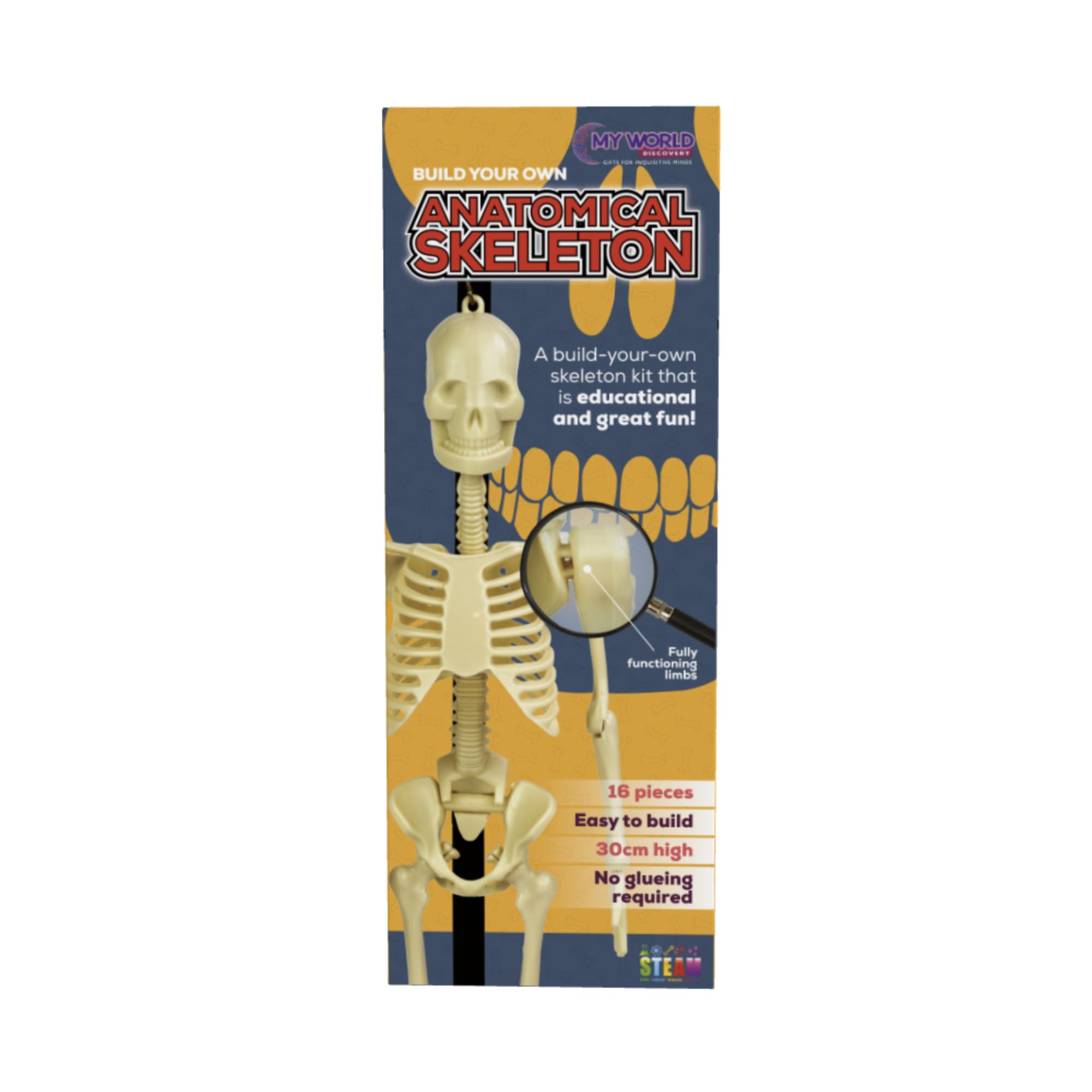 Detachable Human Skeleton Toy Model Organ Skeleton Simulation Medil