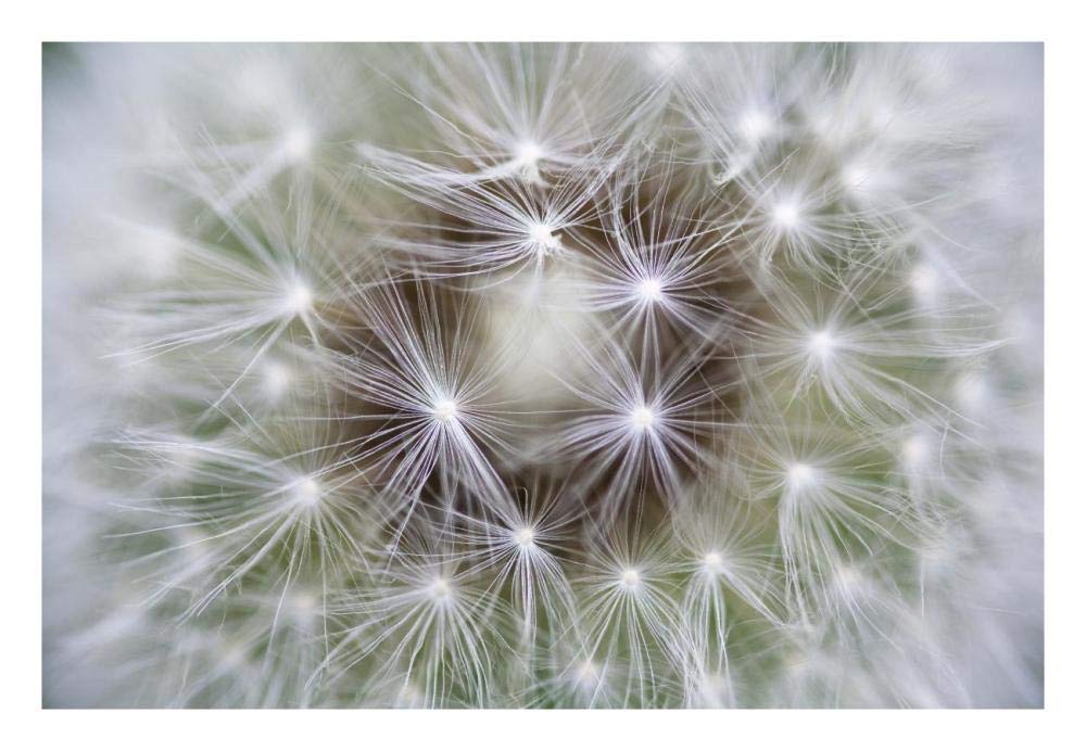 Amazon.co.jp: Global Gallery タンポポの種 頭 アシュネ バイエルン