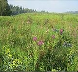 Wetland Meadow Mix (Mix 129), Seed Packet, True Native Seed (Southeastern US)