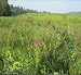 Wetland and Pond Edge Mix (Mix 131), 750 Certified Pure Live Seed, True Native Seed