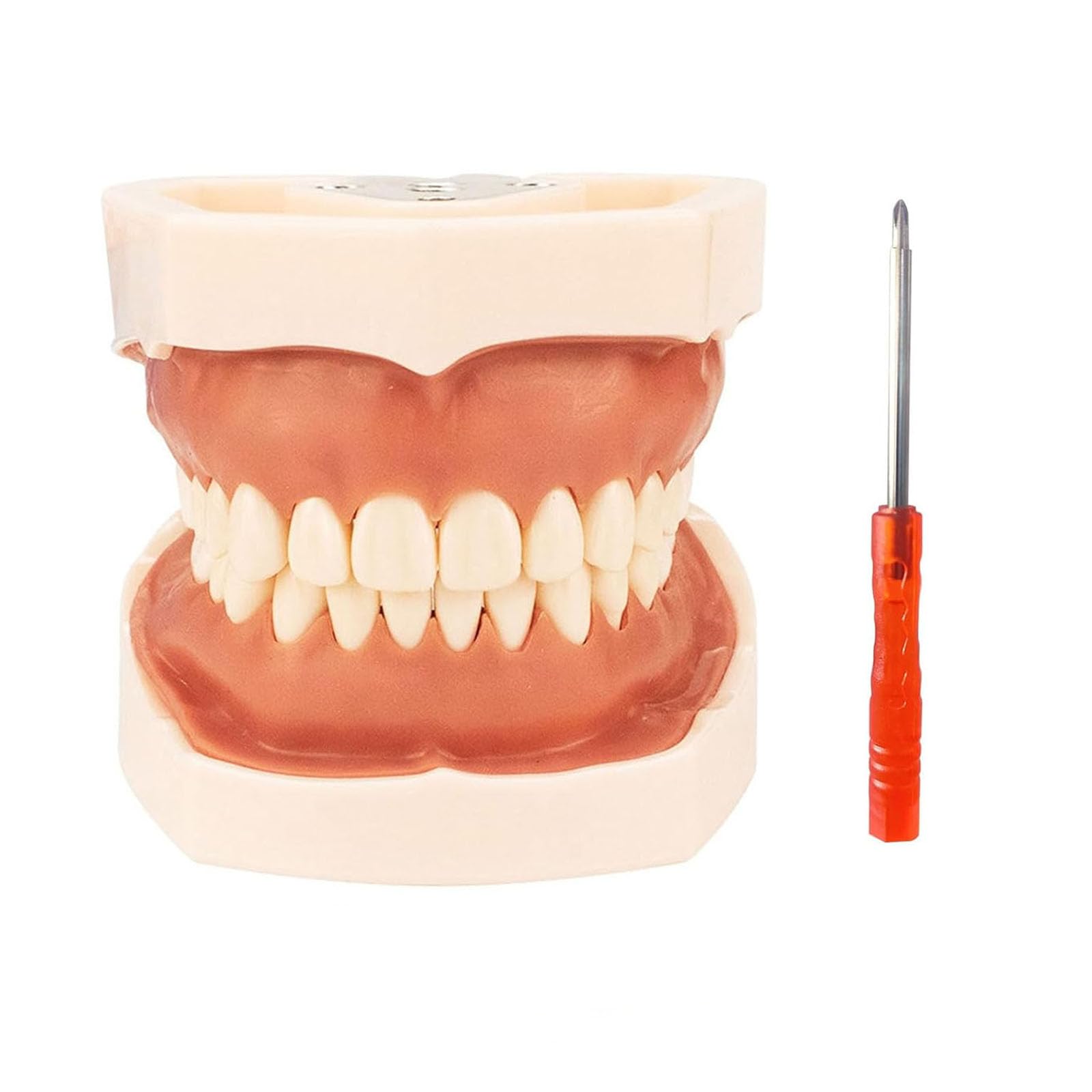 Dental Typodont Teeth Model, 28/32 Removable Teeth, Removable Teethteaching Practice Modelteaching Research Dental Modelcomes with a Small Screwdriver (28-Tooth Model)