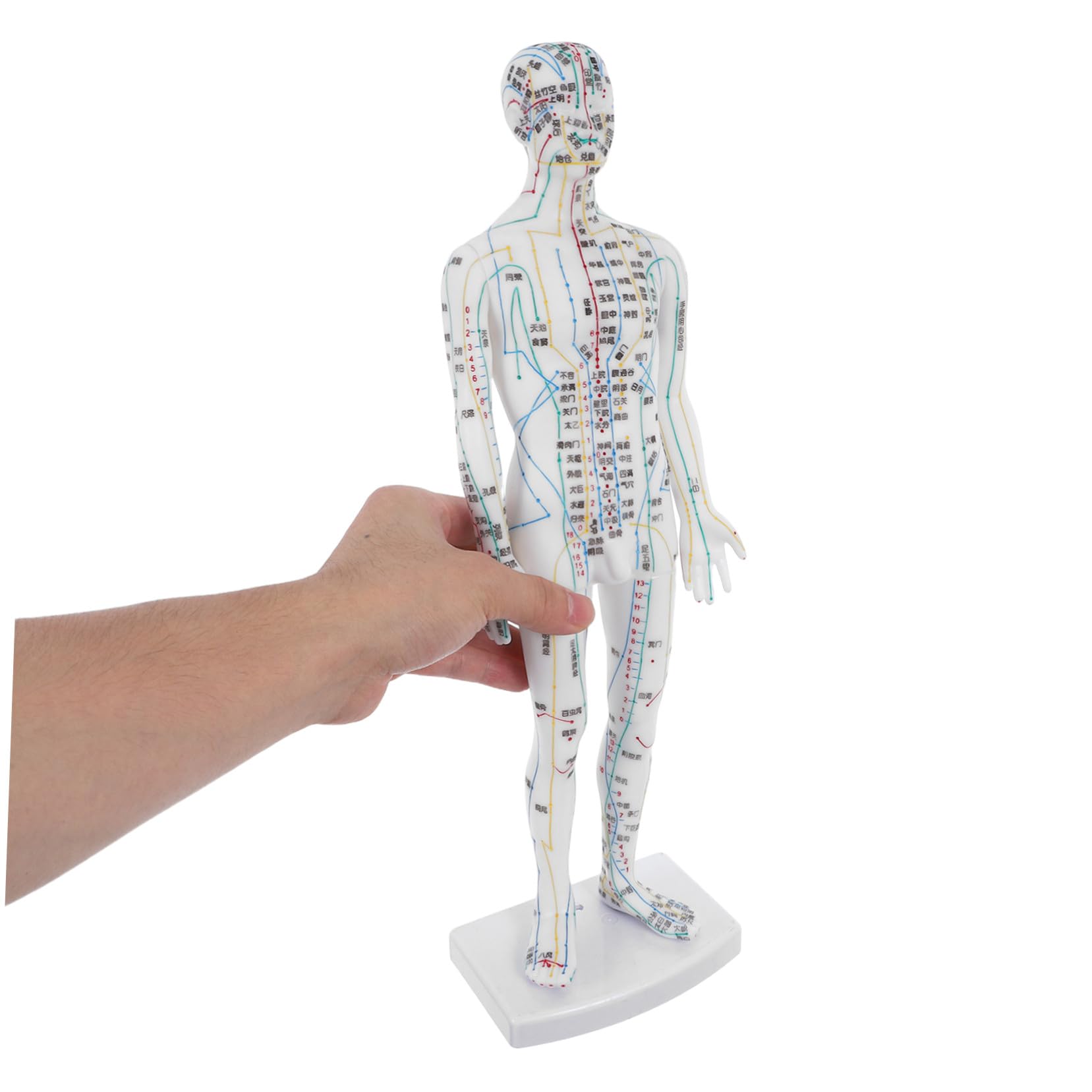SHERCHPRY Model Anatomiczny Akupunktury Męski Realistyczna Makieta Meridianów i Punktów Uciskowych Trwały Manekin Do Nauki i Treningu Akupunkturzystów Pomoc Dydaktyczna dla Medycyny