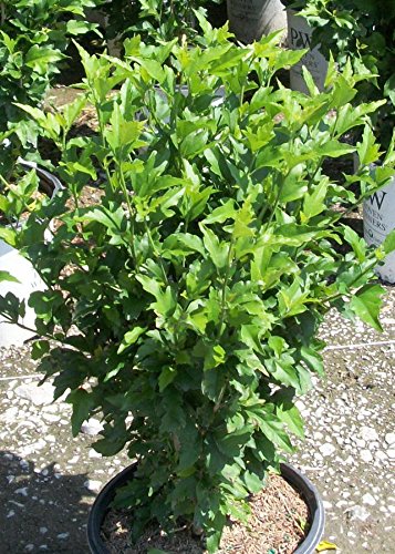 Premier Plant Solutions 20450 Proven Winners Rose of Sharon (Hibiscus) Lil’ Kim Red, 2 Gallon