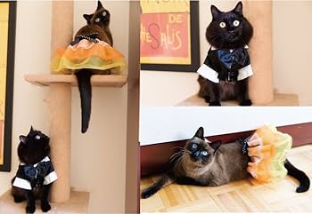 Amazon.co.jp: しゃべるねこ、しおちゃん 2016カレンダー