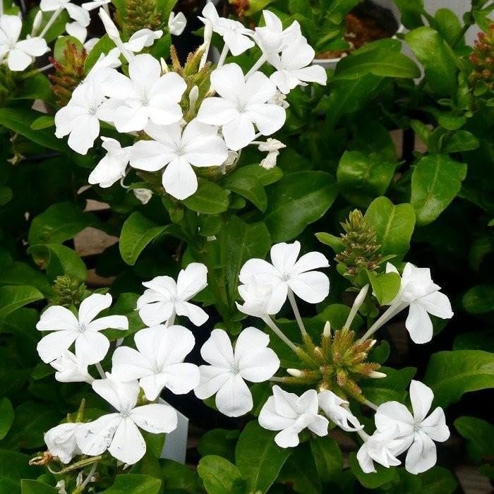 Amazon | ルリマツリ 白花 苗 3.5号 暑さに強い プルンバーゴ 秋 Amazon | ルリマツリ 白花 苗 3.5号 暑さに強い プルンバーゴ 秋