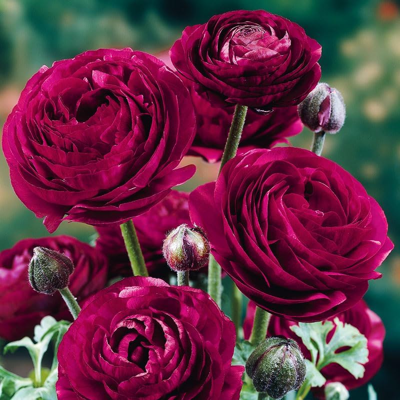 Purple Sensation Ranunculus Flower Bulbs - 15 Bulbs per Pack - Attracts Butterflies and Hummingbirds - Deer Resistant - Grows Well in Containers - Perennializing - Live Garden