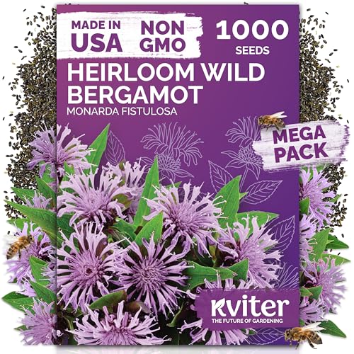 KVITER 1,000 Wild Bergamot Seeds for Planting (Monarda fistulosa) – Bee Balm Native Wildflower, Pollinator Magnet, Non GMO – Perennial Flower Seeds to Plant Outside in Flower/Herb Garden