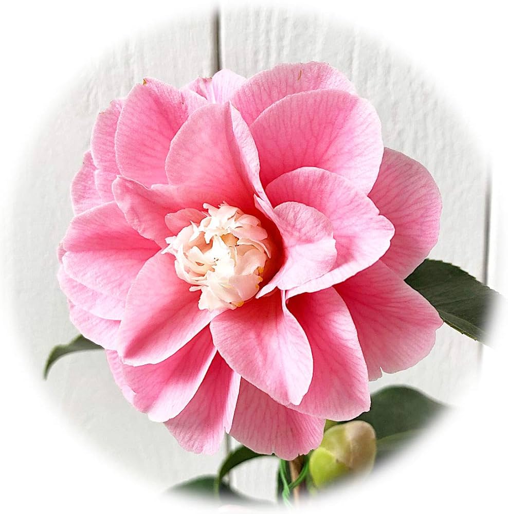 Amazon.co.jp: 椿 苗木 菱唐糸椿 13.5cmポット苗 ひしからいとつばき