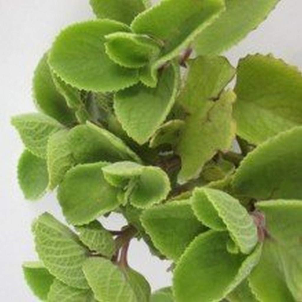 Creative Farmer Ova Ajwain Leaves Plant (Multicolour)