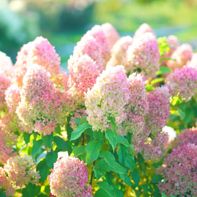 Amazon.com : Well-Rooted Hydrangea Live Plant in 2.5 Inch Pot