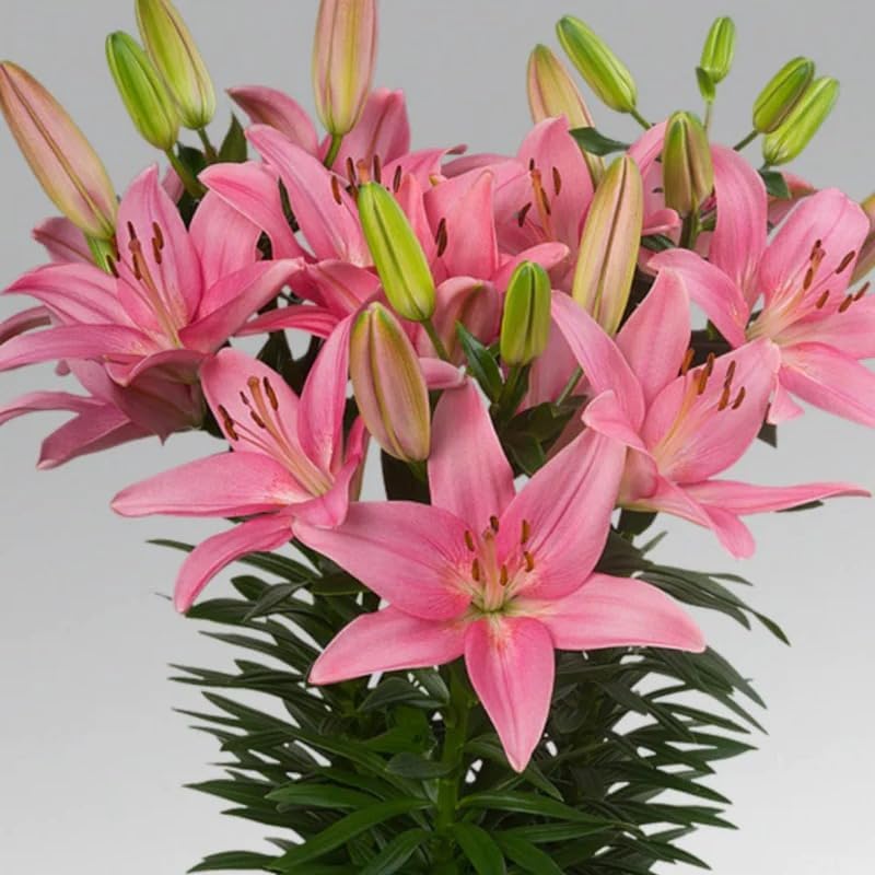 Cloud Farm Asiatic Lily “Lilium Dynamix” Imported Variety Flower Bulbs for Gardening – Pack of 5 Bulbs (Pink),CF_82-picture-20