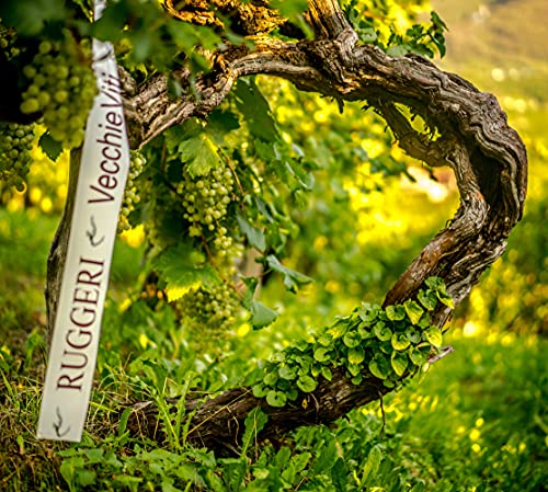 Ruggeri Prosecco Vecchie Viti Superiore DOCG Brut– Italienischer Schaumwein aus der Region Valdobbiadene (1 x 0,75l)