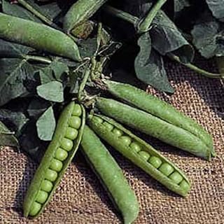 Pea Seed, Little Marvel, Heirloom, Non GMO, 100 Seeds, Perfect Peas