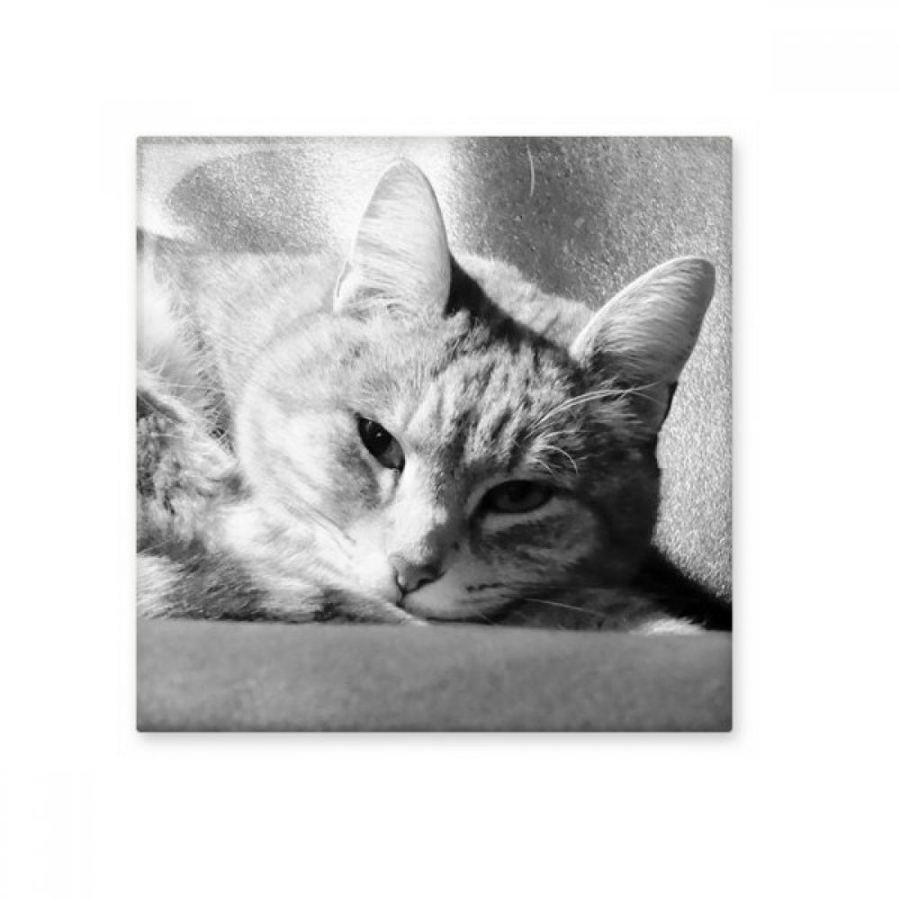 Photo chat gris carrelage céramique pour sublimer le mur de votre cuisine moderne