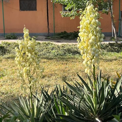 semi resistenti di yucca palma giglio, selvatici perenni resistenti decorazione da giardino per esterni da giardino roccioso balcone siepi 35pcs