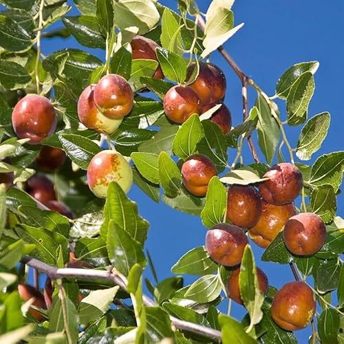 20 Pcs Indian Jujube Tree Seeds (Ziziphus Jujuba) for Planting – Fruit Seeds for Home Garden, Terrace Garden, Outdoor Pots, and Backyard Growing