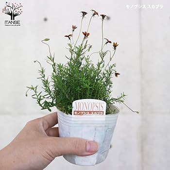 Amazon.co.jp: モノプシス 9cmポット 2色各2個 合計4個セット