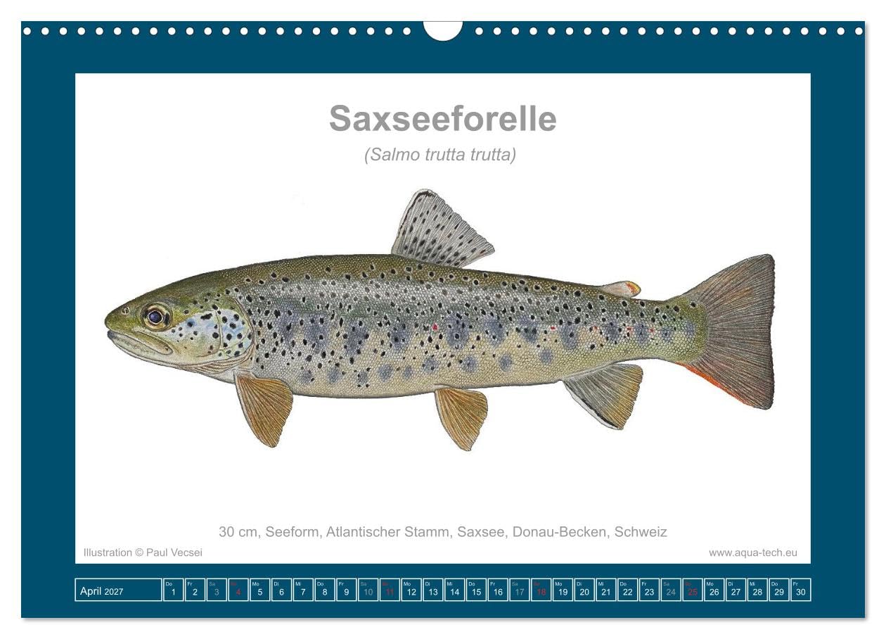 Fisch als Kunst 2027: Seeforellen (Wandkalender 2027 DIN A3 quer), CALVENDO Monatskalender: Mit 13 wissenschaftlichen Farbillustrationen (CALVENDO Tiere)