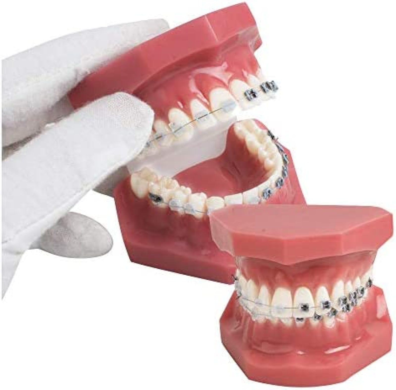 Demonstracja modelu zębów dentystycznych Model ortodontyczny zębów uczy narzędzi do nauki z metalowym i ceramicznym wspornikiem