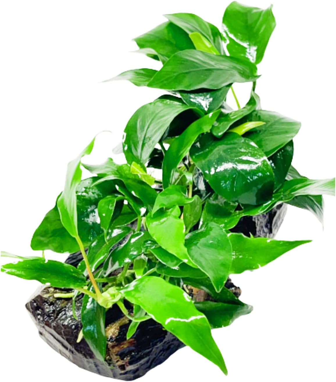 Mainam Anubias Nana & Minima on Driftwood Medium Size Freshwater Live Aquarium Plant Decorations 3 Days Guarantee