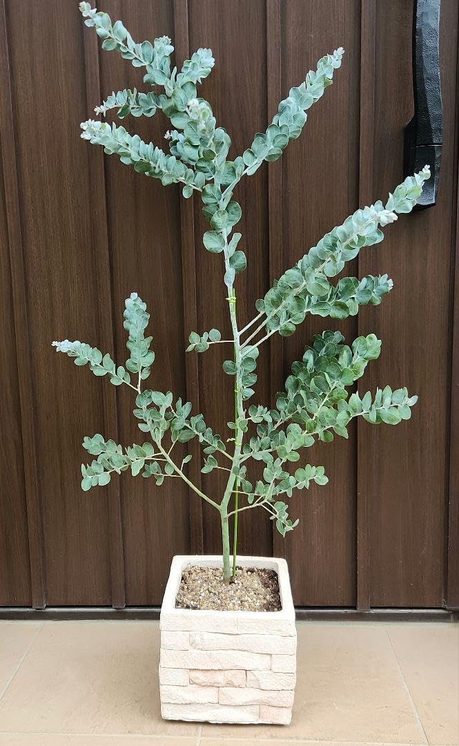 パールアカシア　レンガ風石膏鉢植え　苗　ミモザ　オージープランツ パールアカシア レンガ風石膏鉢植え 苗 ミモザ オージープランツ