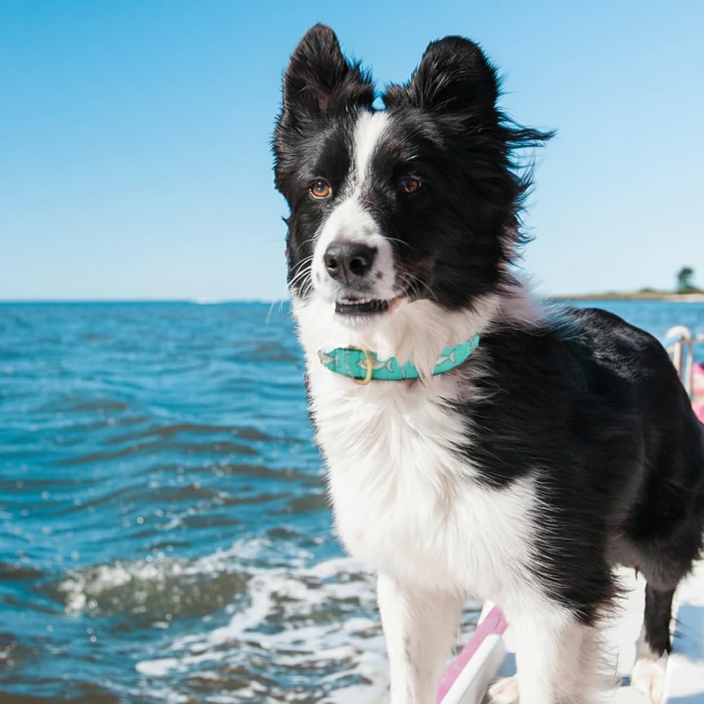 Up Country Shark Dog Collar Small Narrow Width
