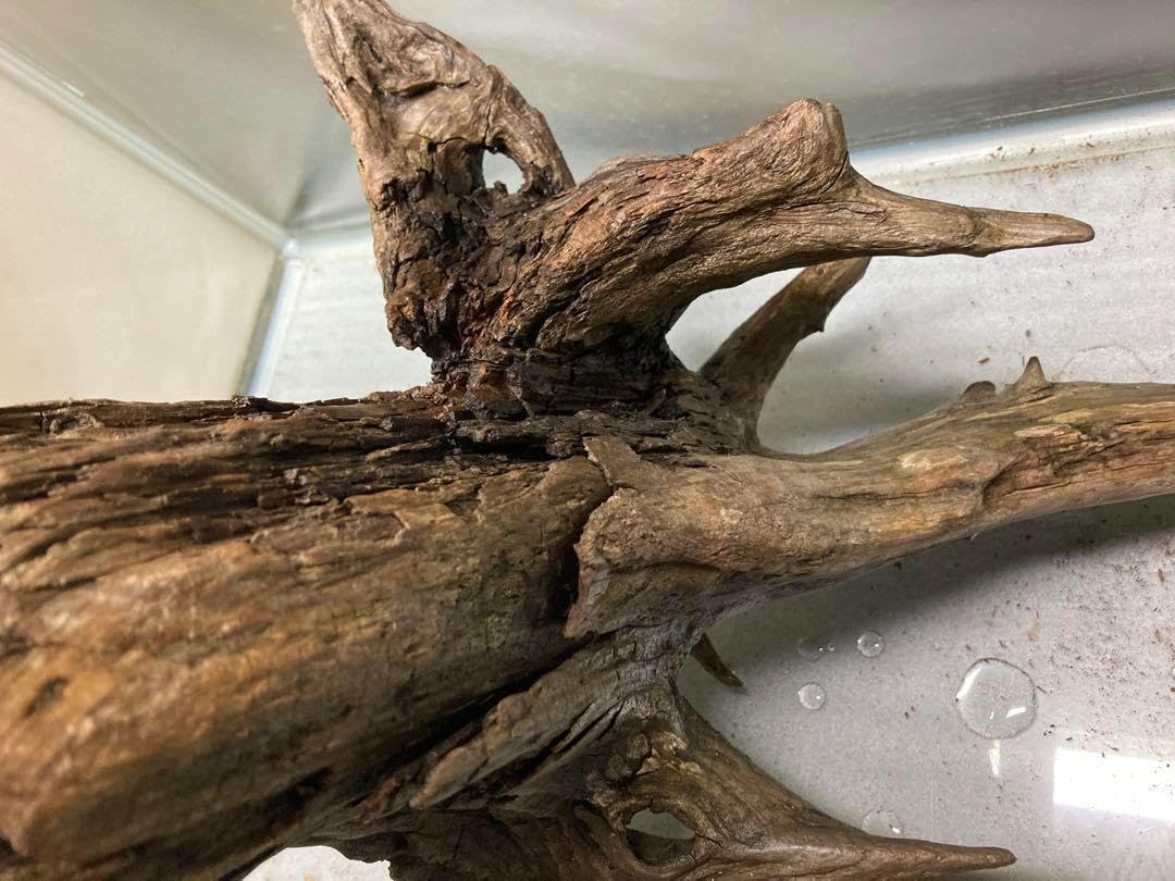 Amazon.co.jp: [大型根っこ]天然流木根っこ多数インテリアビオトープ