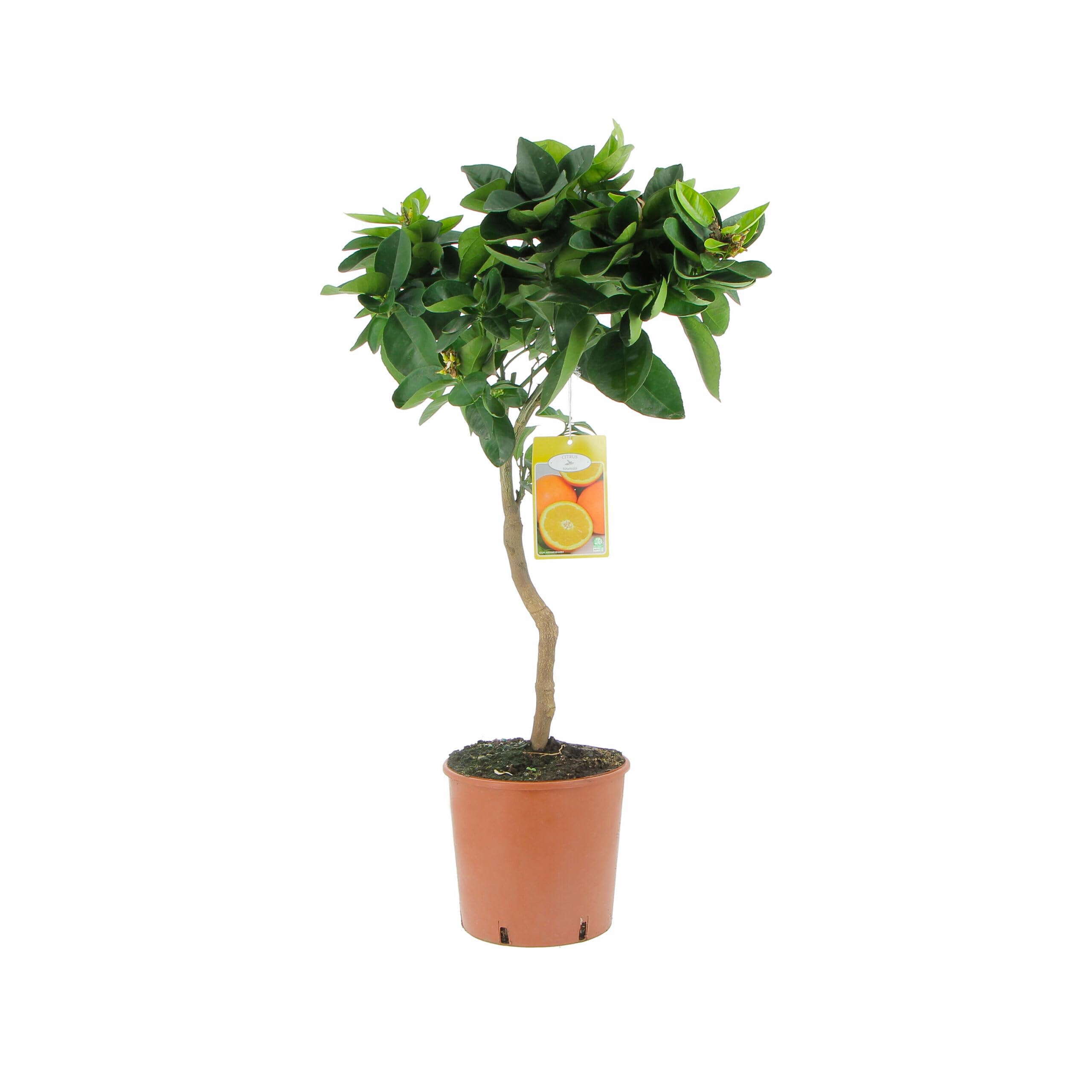 KENTIS - Citrus Sinensis - Arancio Dolce - Piante da Frutto Vere da Esterno - Pianta da Balcone Terrazzo - H 70-80 cm Vaso Ø 20 cm