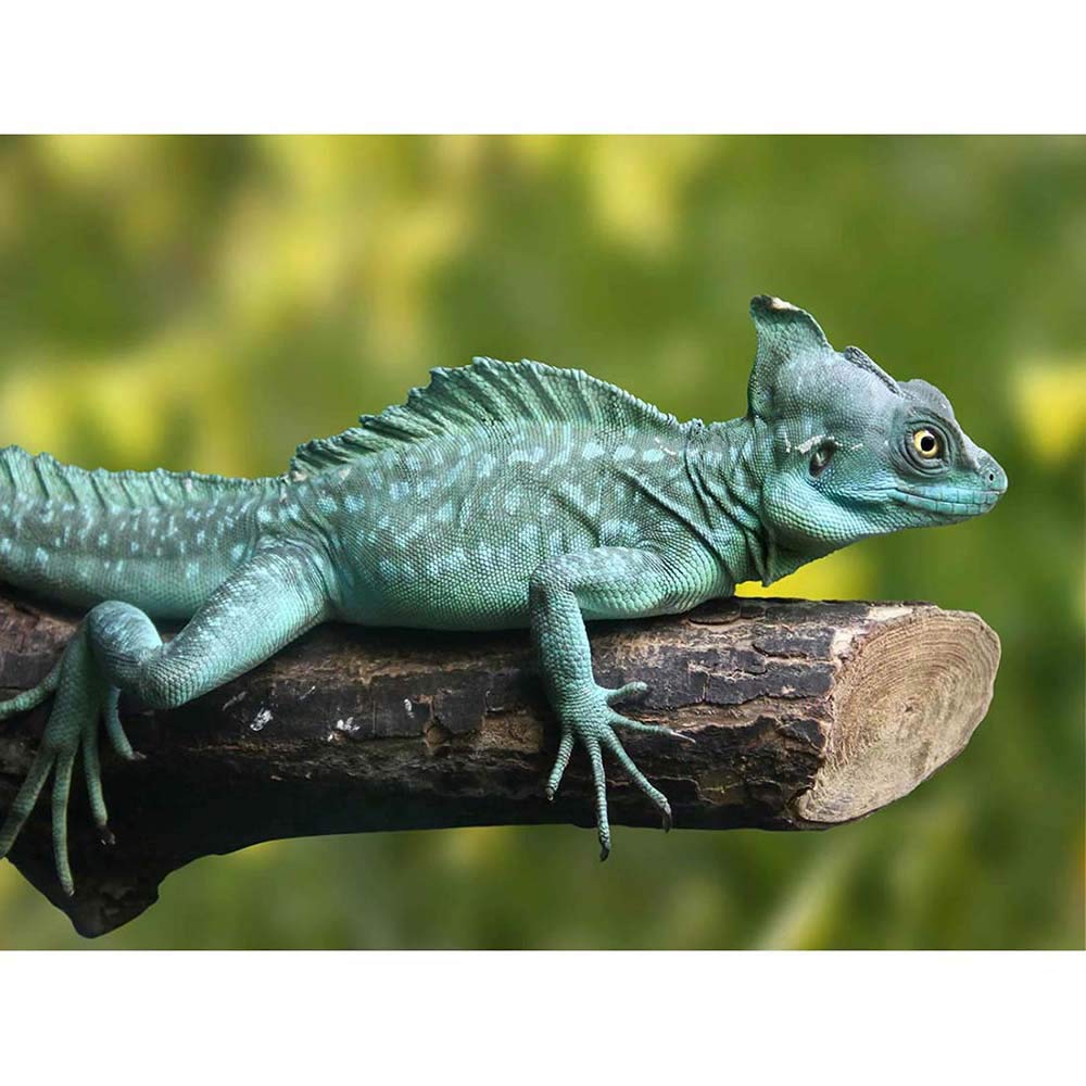 Wee Blue Coo Photograph Nature Animal Lizard Reptile Plumed Basilisk Art Print Poster Wall Decor 12X16 Inch