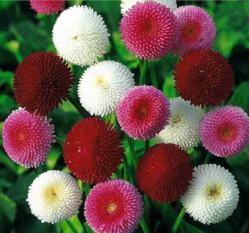 Semillas Inglés Daisy Bellis Perennis Pompon Mix (Marguerites) Flores Perennes Sin OGM
