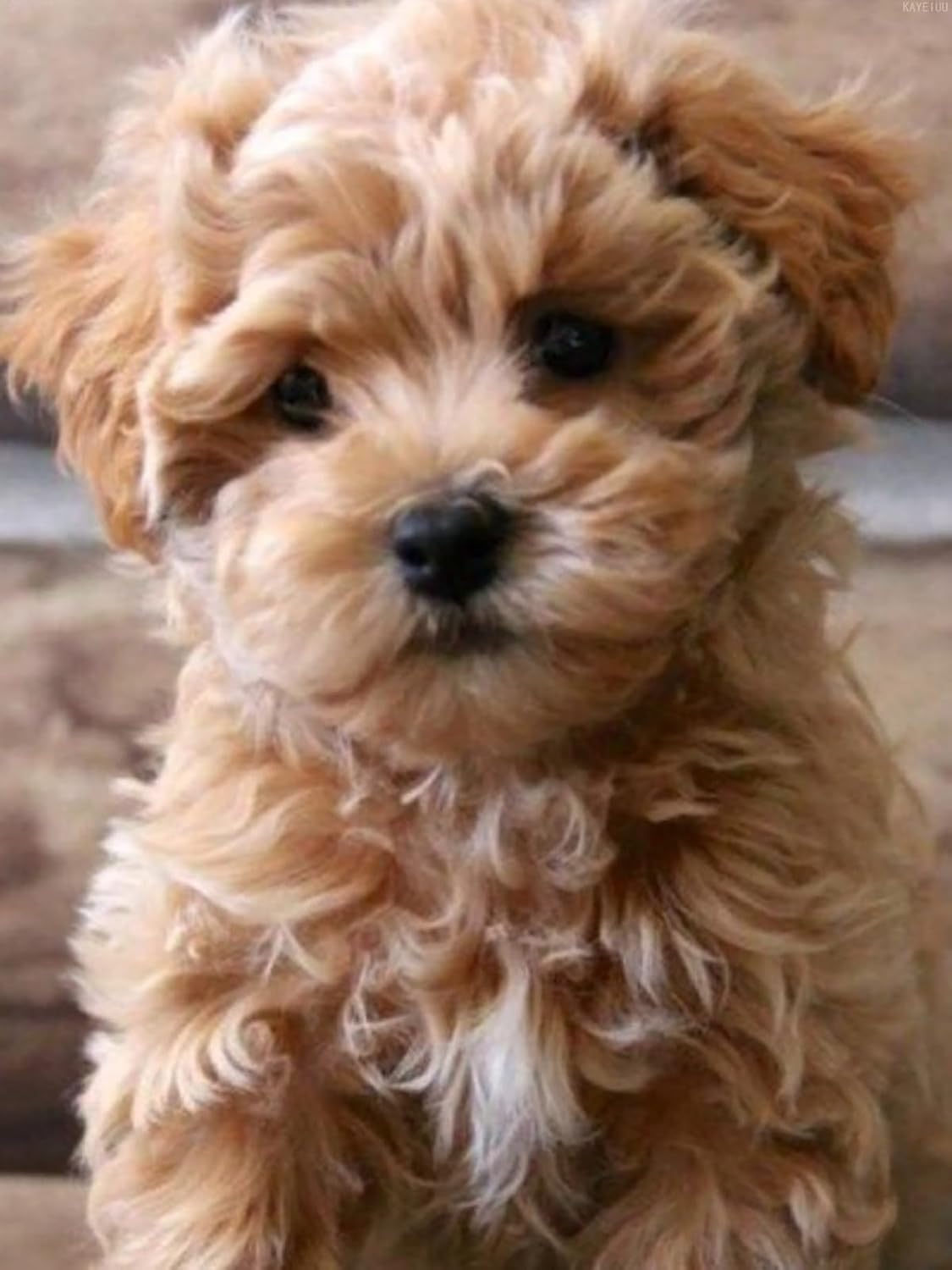 DIY 5D Diamond Painting by Number Kits Dog Cavapoo Puppy Animal Pet Full Drill Mosaic Making Supplies Cross Stitch for Adults for Home Decor 12x16 inch