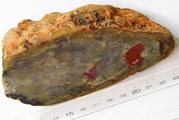 化石『恐竜の糞化石』コプロライト 希少 標本 稀石 生痕 草食恐竜 瑪瑙化 天然 Amazon | 生痕化石 恐竜の糞化石コプロライト（J） | 化石