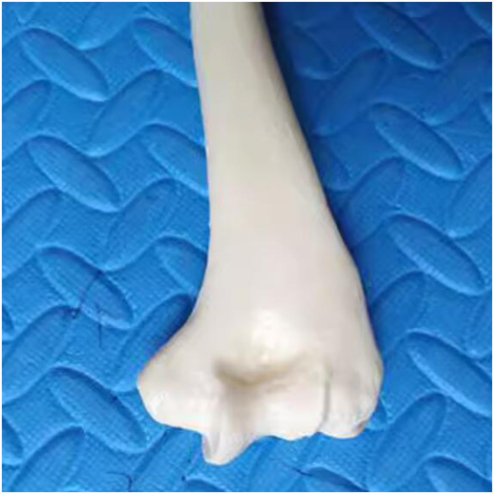 Modello di Scheletro Umano a grandezza Naturale Replica dello Scheletro di Anatomia Medica per Lo Studio dell'anatomia dello Scheletro Umano,Humerus
