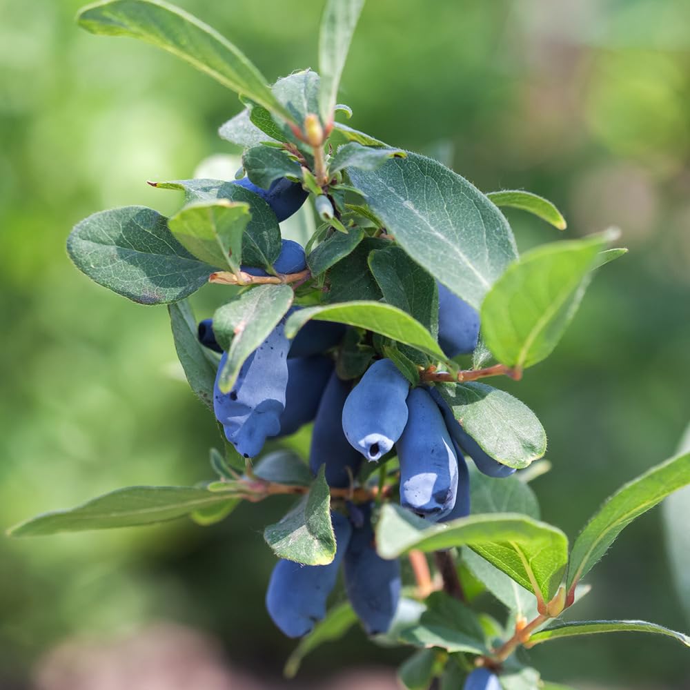 YouGarden Honeyberry Plant 'Balalaika', Lonicera Kamschatica, Established Plant in 9cm Pot, Fruit Trees for Gardens and Patios