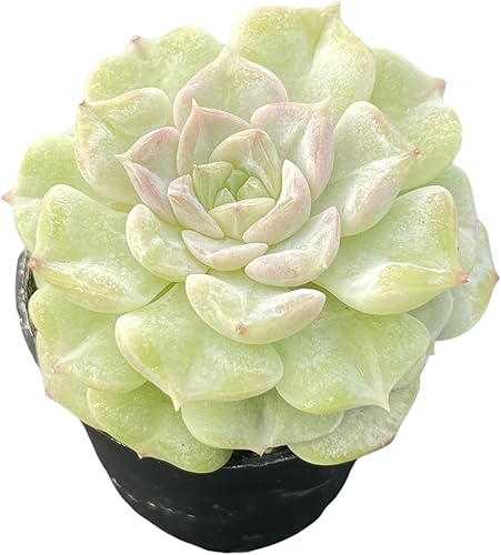 Sprout N Green Echeveria Crystal Amber, 1 planta suculenta viva totalmente enraizada en maceta de 2 pulgadas, planta de interior y exterior, hogar,