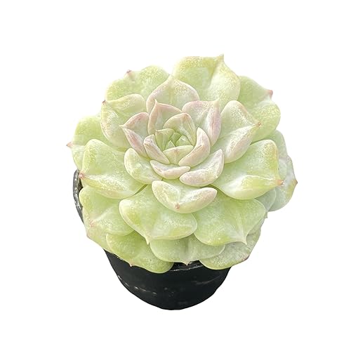 Sprout N Green Echeveria Crystal Amber, 1 Live Succulent Plant