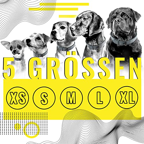 ne&no® Halsband und Leine Set (veganes Leder) Hundeleine mit Halsband I robuste Hundeleine mit Karabiner I Hundehalsband verstellbar I 1.2m Dog Leash I biegsam und extra weich (XS, blau/anthrazit)