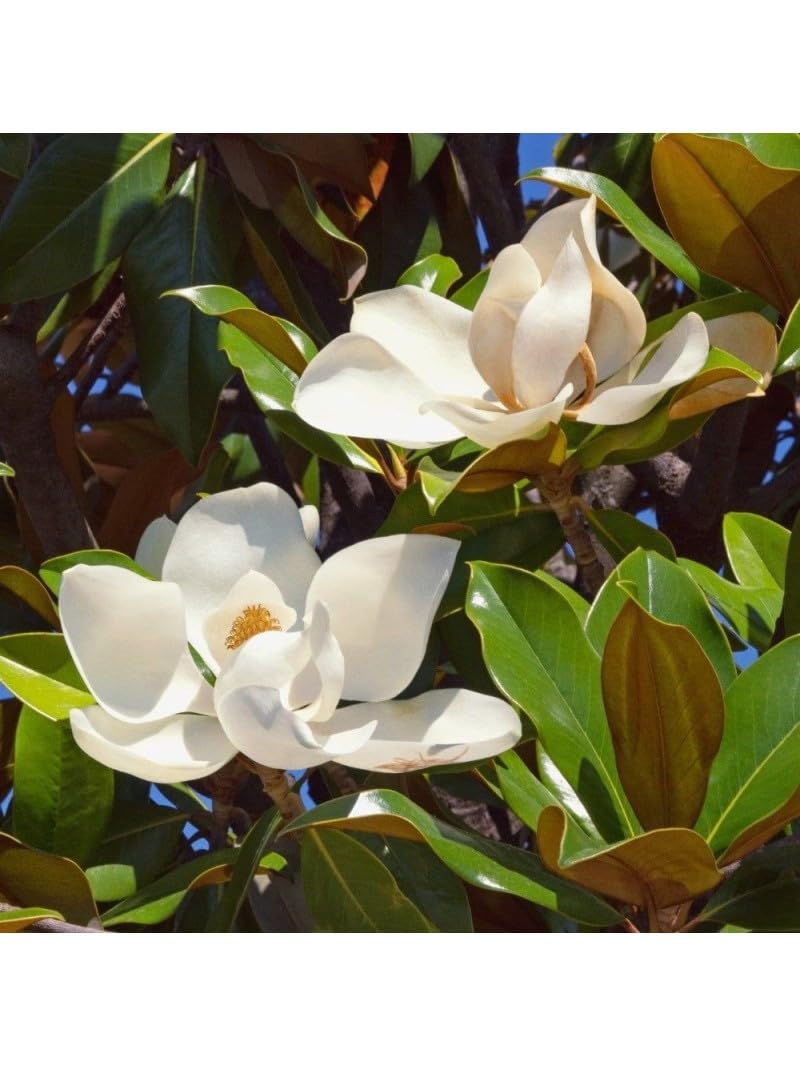Magnolia grandiflora gallisoniensis pianta in vaso ø30 cm h 100/120 cm Vivaio di Castelletto