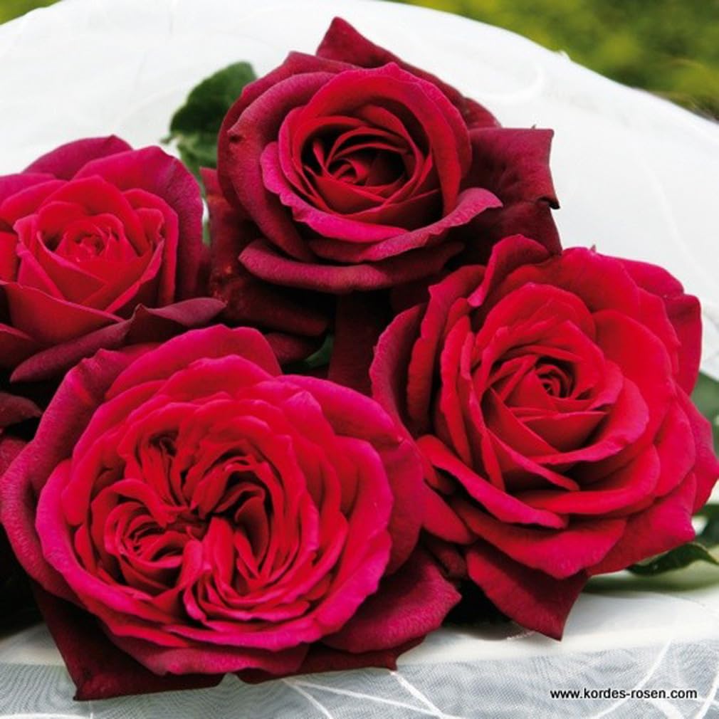 Rosa 'Comtesse Diana' Rosier pot 25-30 cm rouge violet lumineux